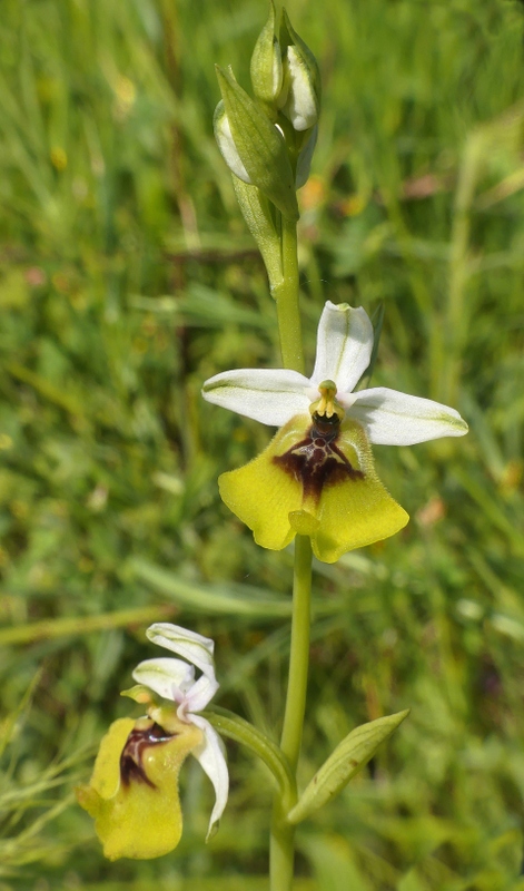 Ophrys lacaitae tra introgressioni e forme ibride  Molise 2023.